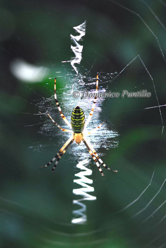 Argiope bruennichi